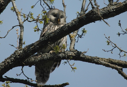 Slagugle (Strix uralensis)
