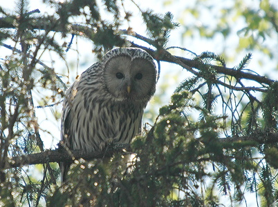 Slagugle (Strix uralensis)