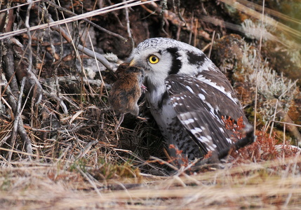 Høgeugle (Surnia ulula)