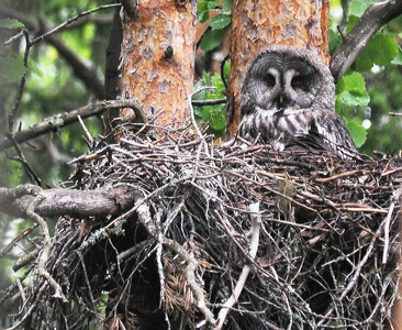 Lapugle (Strix nebulosa)
