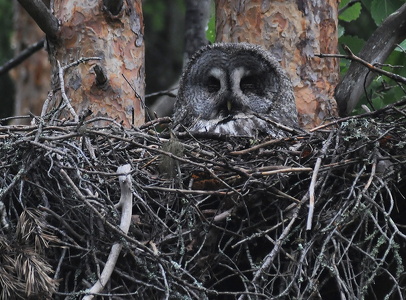 Lapugle (Strix nebulosa)