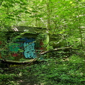 Vestereng skov
