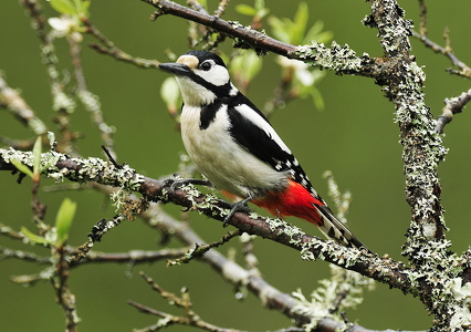 Stor flagspætte (Dendrocopos major)