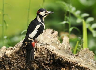 Stor Flagspætte han (Dendrocopos major)