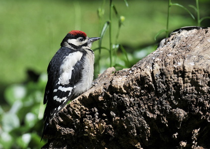 Stor Flagspætte unge (Dendrocopos major)