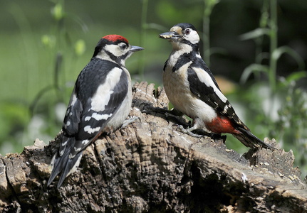Stor Flagspætte (Dendrocopos major)