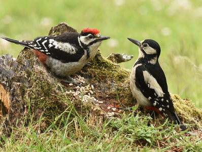 Stor Flagspætte (Dendrocopos major)