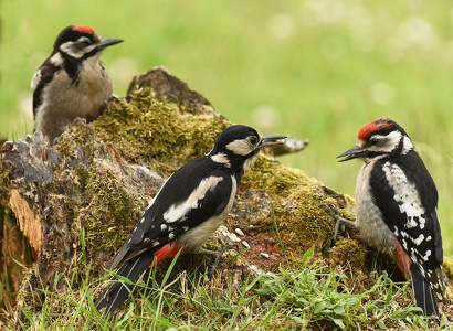 Stor Flagspætte med 2 unger (Dendrocopos major)