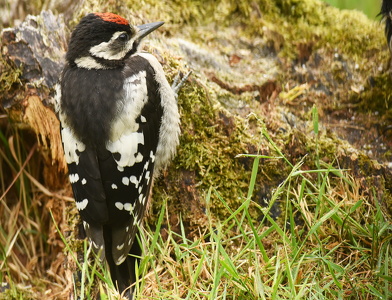 Stor Flagspætte unge (Dendrocopos major)