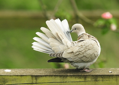Tyrkerdue (Streptopelia decaocto)