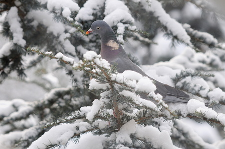 Ringdue (Columba palumbus)