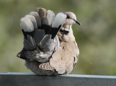 Tyrkerdue (Streptopelia decaocto)