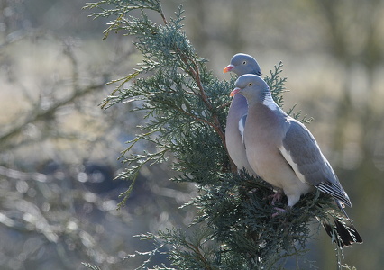 Ringdue (Columba palumbus)