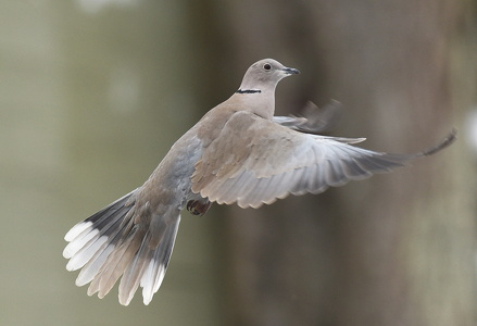 Tyrkerdue (Streptopelia decaocto)