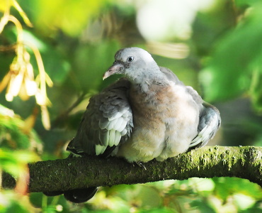 Ringdue-unge (Columba palumbus)