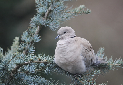 Tyrkerdue (Streptopelia decaocto)