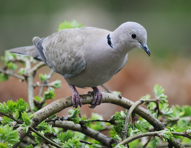 Tyrkerdue (Streptopelia decaocto)
