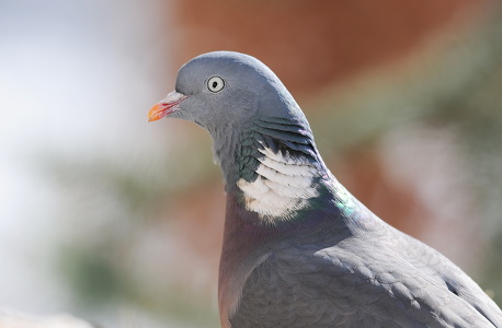 Ringdue (Columba palumbus)