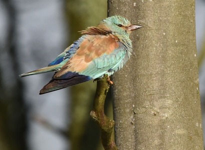 Ellekrage (Coracias garrulus)