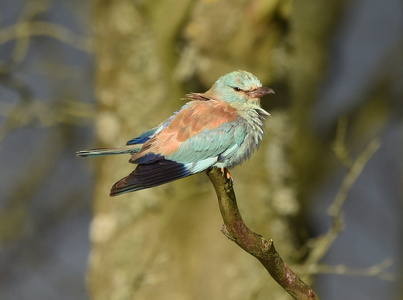 Ellekrage (Coracias garrulus)