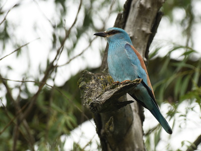 Ellekrage (Coracias garrulus)