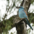 Ellekrage (Coracias garrulus)