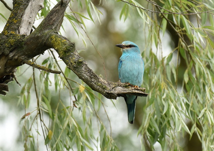 Ellekrage (Coracias garrulus)