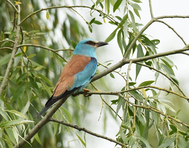 Ellekrage (Coracias garrulus)