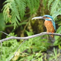 Isfugl (Alcedo atthis)