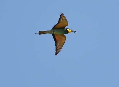 Biæder (Merops apiaster)
