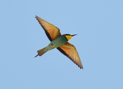 Biæder (Merops apiaster)