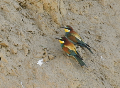 Biæder (Merops apiaster)