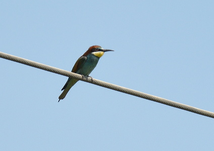 Biæder (Merops apiaster)