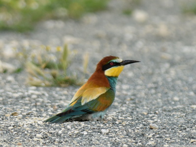 Biæder (Merops apiaster)
