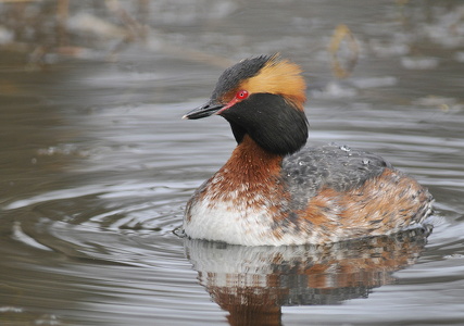 Nordisk lappedykker (Podiceps auritus)
