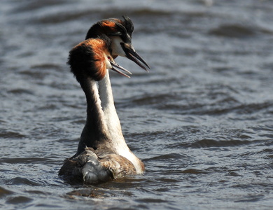 Toppet Lappedykker (Podiceps cristatus)