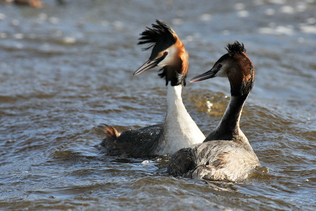 Toppet Lappedykker (Podiceps cristatus)