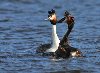 Toppet Lappedykker (Podiceps cristatus)