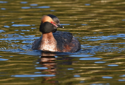 Nordisk lappedykker (Podiceps auritus)