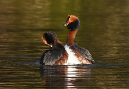 Nordisk Lappedykker (Podiceps auritus) 