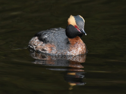 Nordisk Lappedykker (Podiceps auritus) 