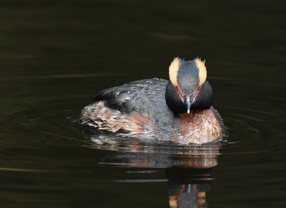 Nordisk Lappedykker (Podiceps auritus)