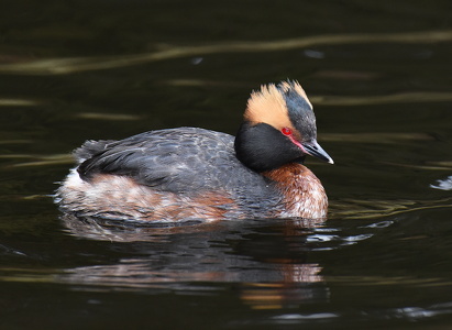 Nordisk Lappedykker (Podiceps auritus)