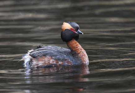 Nordisk Lappedykker (Podiceps auritus)