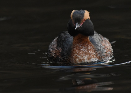 Nordisk Lappedykker (Podiceps auritus)