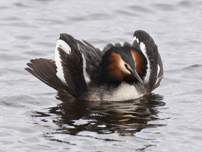 Toppet Lappedykker (Podiceps cristatus)