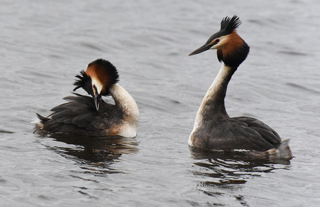 Toppet Lappedykker (Podiceps cristatus) 
