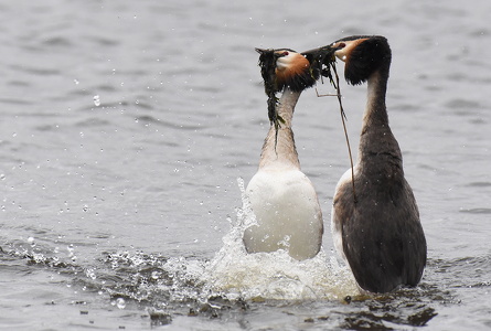 ToppetLlappedykker (Podiceps cristatus)