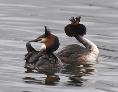 Toppet Lappedykker (Podiceps cristatus)
