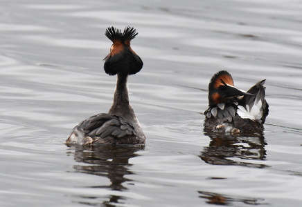 Toppet Lappedykker (Podiceps cristatus)
